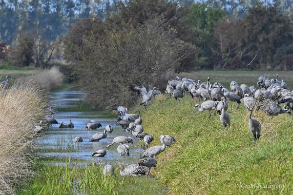 Herbstrast der Kraniche (Grus grus) 2022. Gerne werden Entwässerungsgräben zum baden und trinken genutzt.
