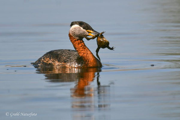 Rothalstaucher (Podiceps grisegena) mit Beute im Schnabel, Linumer Teichland.