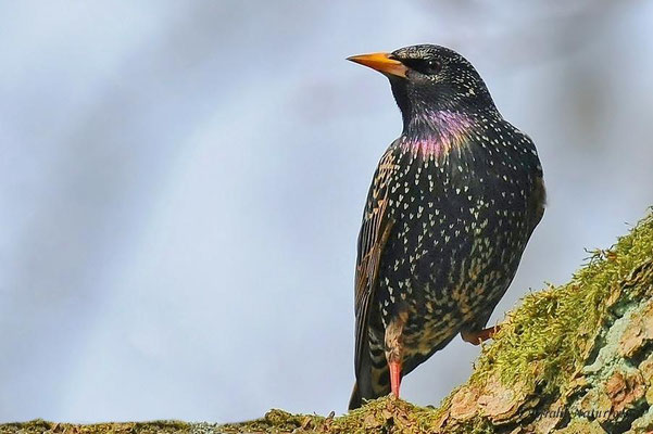 Star (Sturnus vulgaris)