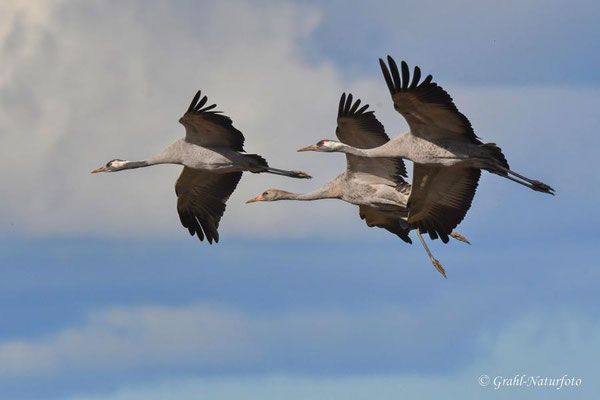 Herbstrast der Kraniche (Grus grus) in Rhin- und Havelluch 2024.