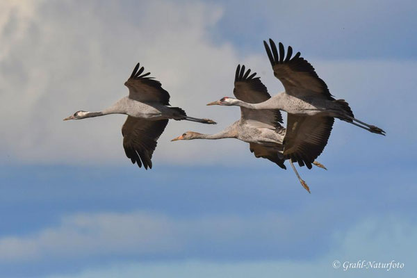 Herbstrast der Kraniche (Grus grus) in Rhin- und Havelluch 2024.
