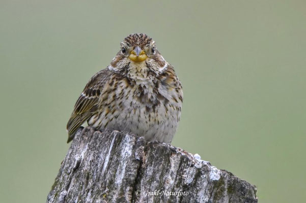 Grauammer (Emberiza calandra) NSG Untere Havel Nord.