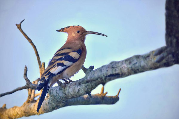 Afrikanischer Wiedehopf (Upupa africana), die afrikanischen Unterarten sind Standvögel, streichen jedoch außerhalb der Brutzeit weiträumig umher.