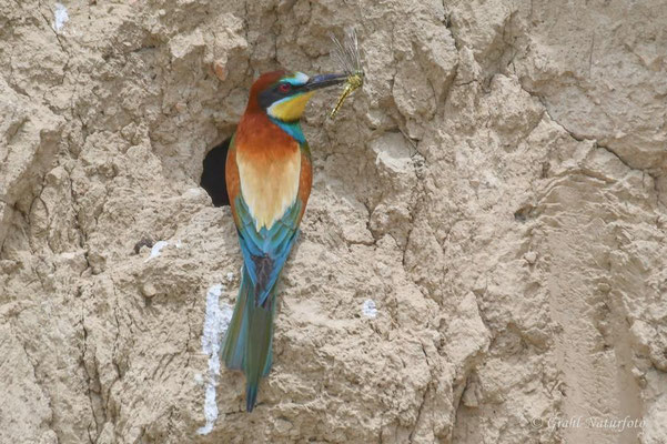 Bienenfresser (Merops apiaster) bei Jurilovca.