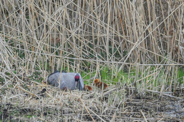 Europäischer Kranich (Grus grus) im Nest mit Küken im Linumer Teichland.