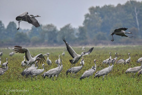 Herbstrast der Kraniche im Rhin- und Havelluch 2020