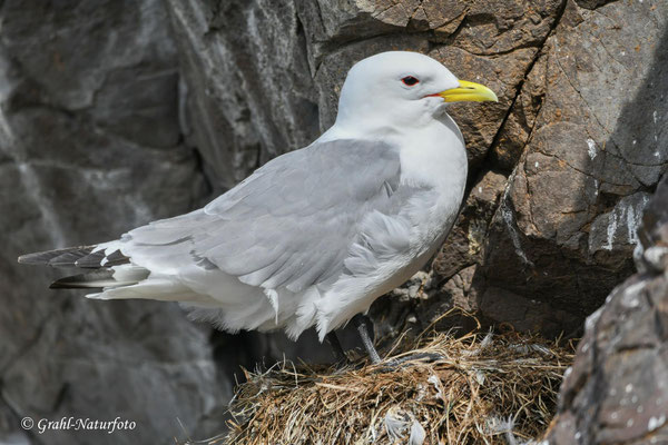 Dreizehenmöwe (Rissa tridactyla) auf dem Vogelfelsen Hafnarhólmi in den Ostfjorden.