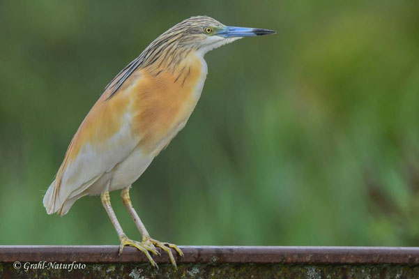 Rallenreiher (Ardeola ralloides) im Prachtkleid.
