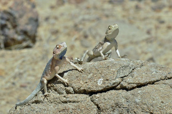 Anchietas Agame (Agama anchietae) kommt in Angola, Botswana und Namibia vor.