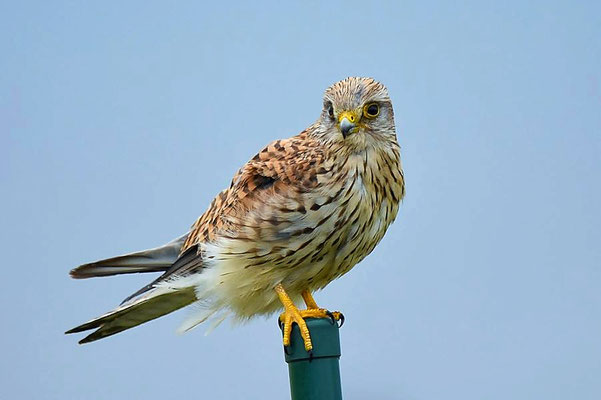 Turmfalke (Falco tinnunculus) - Weibchen, Berlin-Tempelhofer Feld