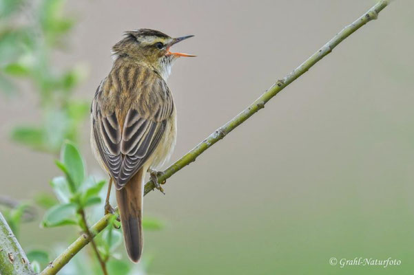 Schilfrohrsänger (Acrocephalus schoenobaenus) im NSG Untere Havel Nord.