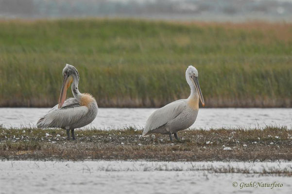 Krauskopfpelikane (Pelecanus crispus) bei Sinoe.