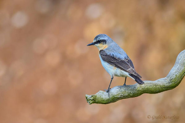 Steinschmätzer (Oenanthe oenanthe) männl.