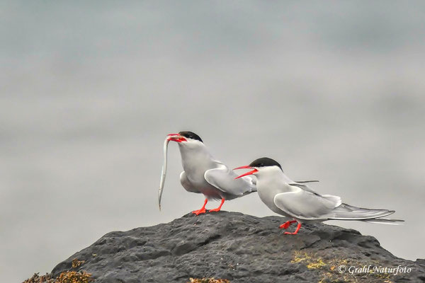 Küstenseeschwalben (Sterna paradisaea) haben einen Sandaal (Ammodytes tobianus) erwischt.