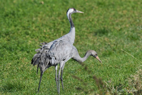Herbstrast der Kraniche (Grus grus) in Rhin- und Havelluch 2024.