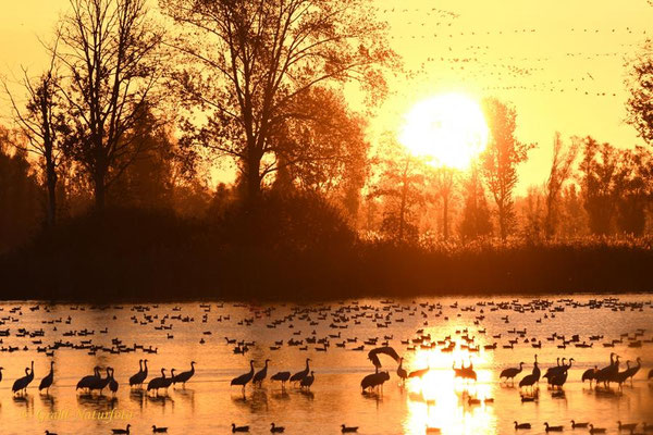 Herbstrast der Kraniche im Rhin- und Havelluch 2020. Sonnenaufgang am Schlafplatz.