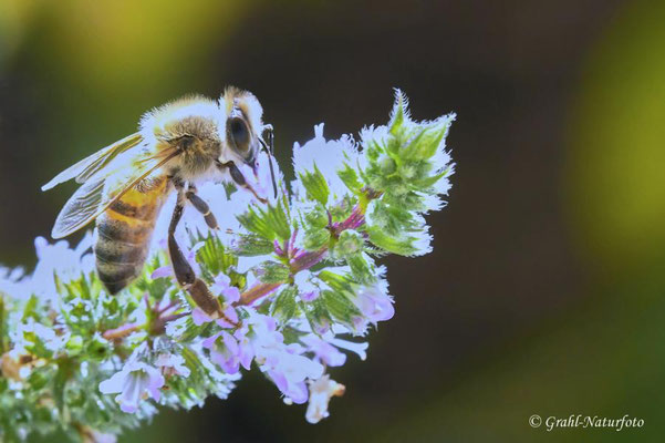 Honigbiene (Apis mellifera)