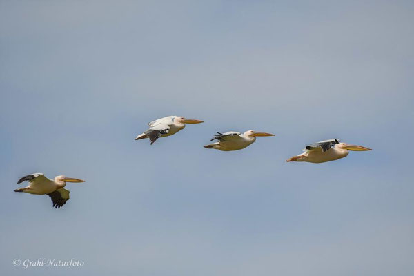 Rosapelikane (Pelecanus onocrotalus) bei Sinoe.