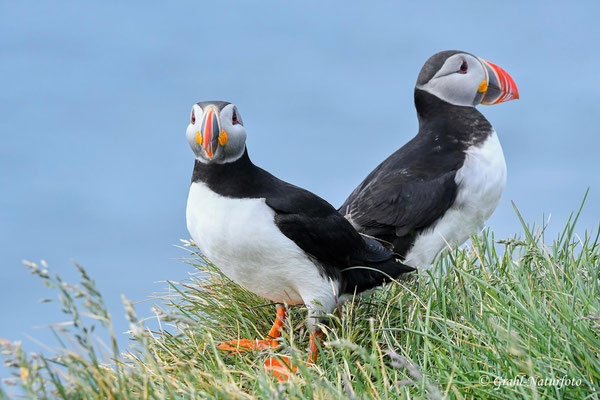 Papageientaucher (Fratercula arctica) heißen auf Englisch "Puffin" und auf Isländisch "Lundi".