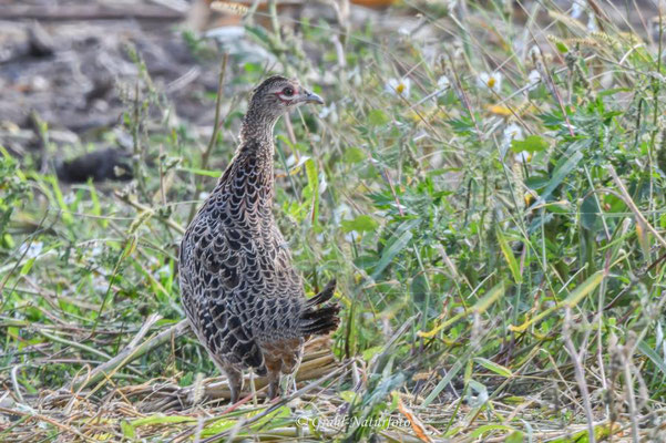 Jagdfasan (Phasianus colchicus), Henne.