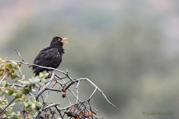 Amsel (Turdus merula) oder Schwarzdrossel bei Montánchez, Extremadura - Spanien.
