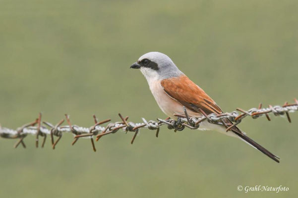 Neuntöter (Lanius collurio) männl.
