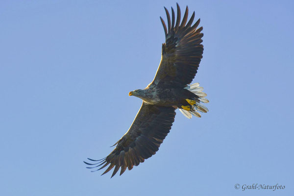 Seeadler (Haliaeetus albicilla)