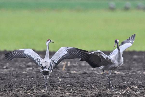 Herbstrast der Kraniche (Grus grus) in Rhin- und Havelluch 2025.