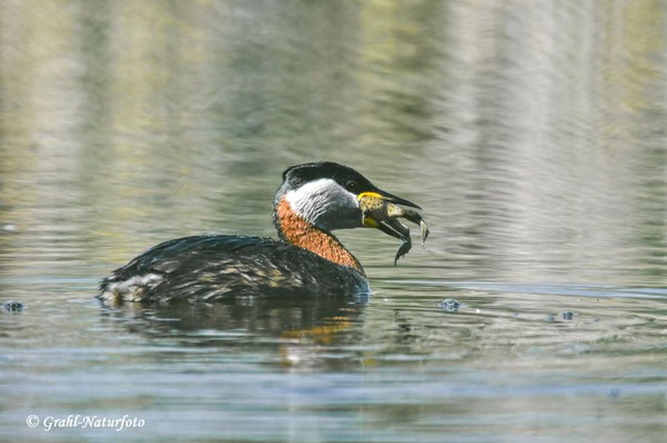 Rothalstaucher (Podiceps grisegena) schlingt die Beute herunter, Linumer Teichland.