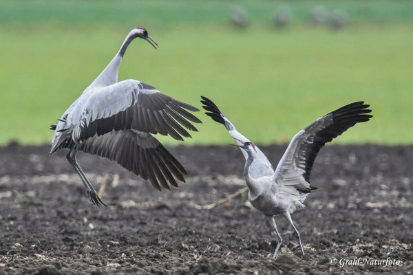 Herbstrast der Kraniche (Grus grus) in Rhin- und Havelluch 2025.