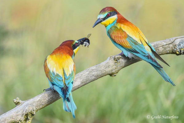 Bienenfresser (Merops apiaster) beim Füttern der Partnerin.
