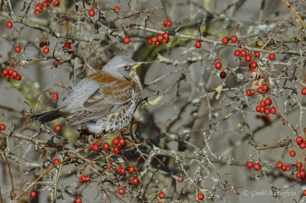 Wacholderdrossel (Turdus pilaris)