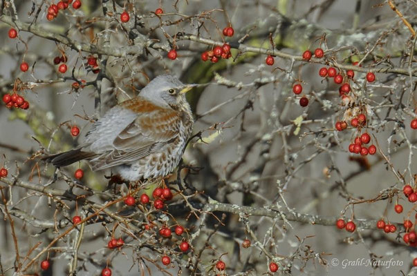 Wacholderdrossel (Turdus pilaris)