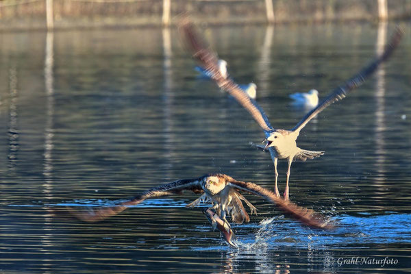 Fischadler (Pandion haliaetus) mit Beute wird von einer jungen Silbermöwe (Larus argentatus) verfolgt.