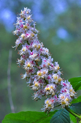 Blüte der Weißen Rosskastanie (Aesculus hippocastanum)