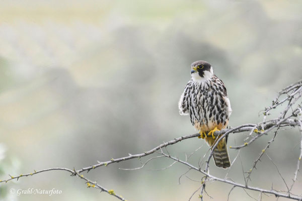 Baumfalke (Falco subbuteo)