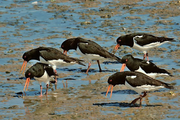 Austernfischer (Haematopus ostralegus), Wattseite