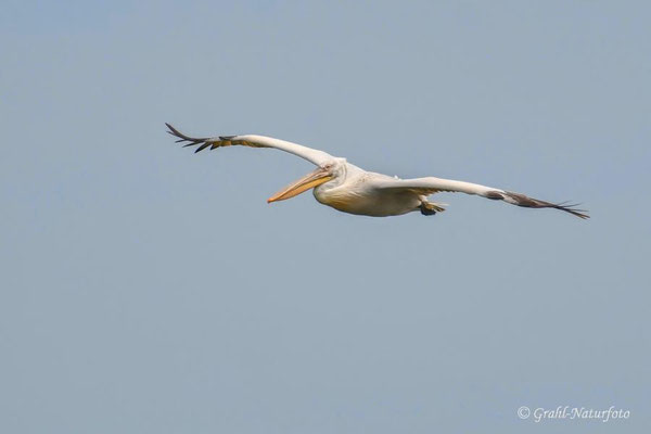 Krauskopfpelikan (Pelecanus crispus)
