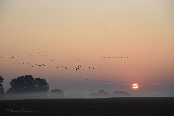Herbstrast der Kraniche im Rhin- und Havelluch 2020. Sonnenaufgang und Ausflug der Kraniche vom Schlafplatz.