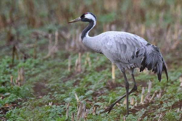 Herbstrast der Kraniche im Rhin- und Havelluch 2018 - Altvogel