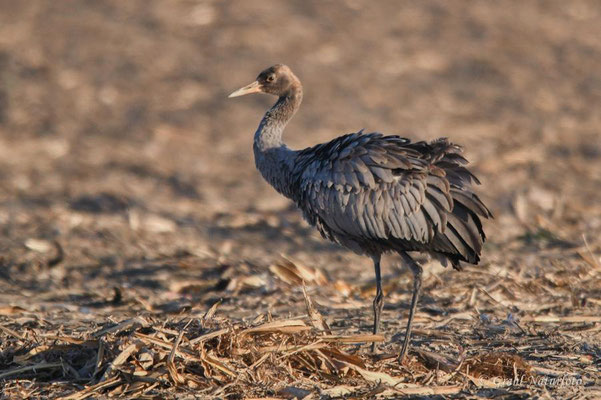 Herbstrast der Kraniche (Grus grus) 2021. Bronzekranich (Jungvogel)