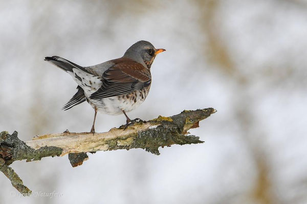 Wacholderdrossel (Turdus pilaris)