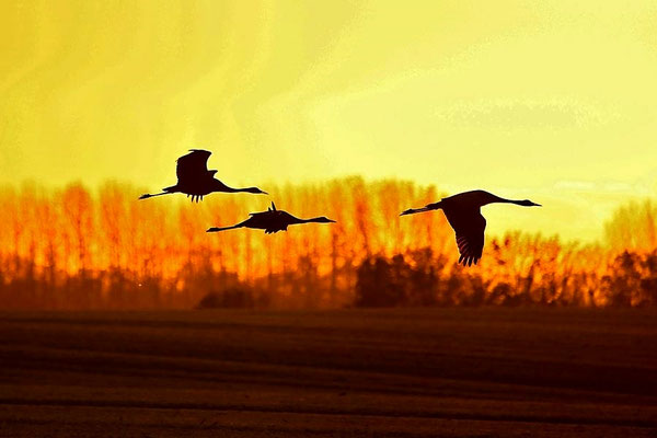 Herbstrast der Kraniche im Rhin- und Havelluch 2017 - Im letzten Sonnenlicht