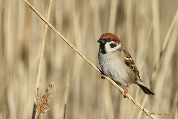 Feldsperling (Passer montanus) Günzer See - Mecklemburg/Vorpommern.