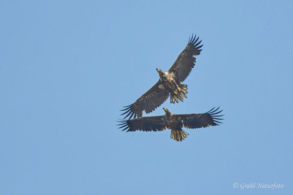 Seeadler (Haliaeetus albicilla) über dem Gülpersee.