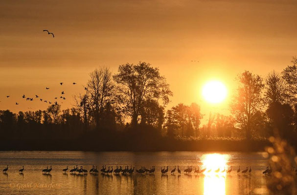 Herbstrast der Kraniche im Rhin- und Havelluch 2020. Sonnenaufgang am Schlafplatz.