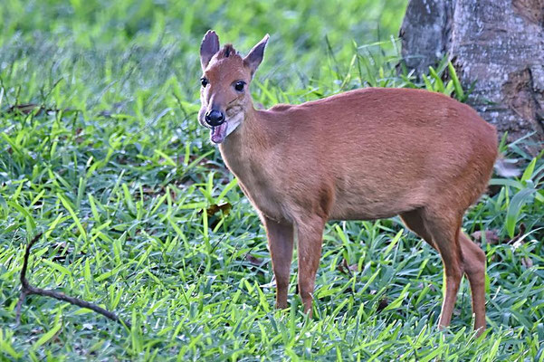 Rotducker (Cephalophus natalensis), die kleine Antilope wird 12 bis 14 kg schwer und erreicht eine Länge von 75 bis 87 cm, bei einer Schwanzlänge von 9 bis 14 cm und eine Schulterhöhe von 43 cm.