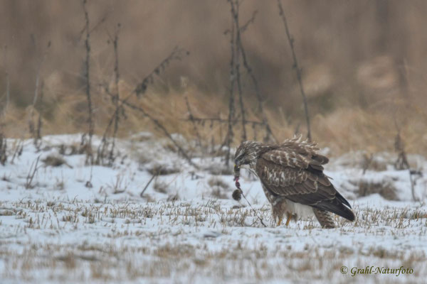Mäusebussard (Buteo buteo) hat eine Maus erbeutet, NSG Untere Havel Nord.