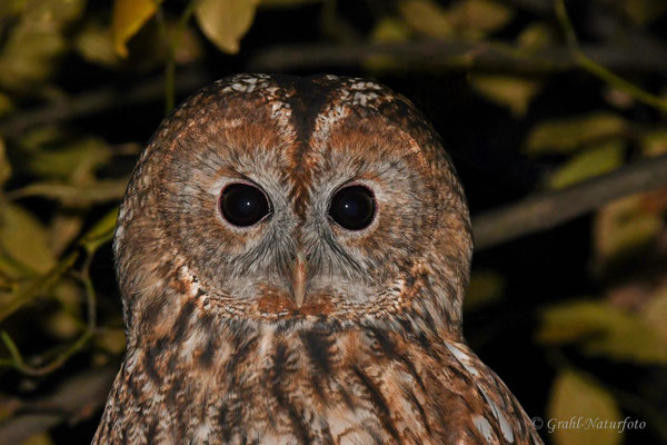 Waldkauz (Strix aluco) am Abend in Berlin/Tiergarten.
