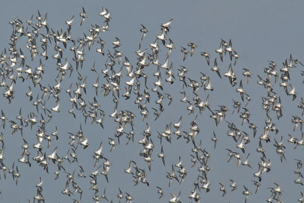 Knutts (Calidris canutus), Wattseite